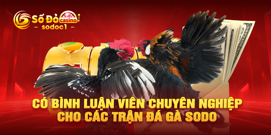 Có bình luận viên chuyên nghiệp cho các trận đá gà SODO