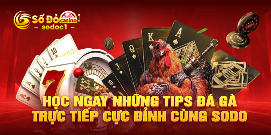 Học ngay những tips đá gà trực tiếp cực đỉnh cùng SODO