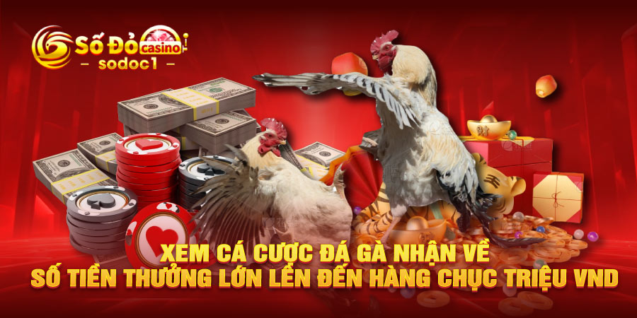 Xem cá cược đá gà nhận về số tiền thưởng lớn lên đến hàng chục triệu VND